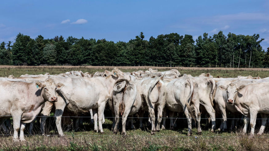 Cows graze on a grass field at a farm in Schaghticoke, N.Y. The grass-fed movement is based on the idea of regenerative agriculture. A herd of cows grazes on a grass field at a farm in Schaghticoke, N.Y. The grass-fed movement is based on the idea of regenerative agriculture. (John Greim/LightRocket via Getty Images)