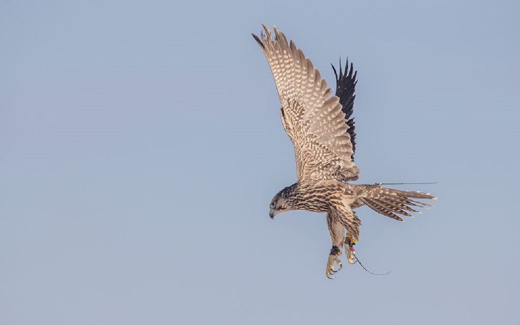 falcon5 (photo credit: Ray Gilbert)