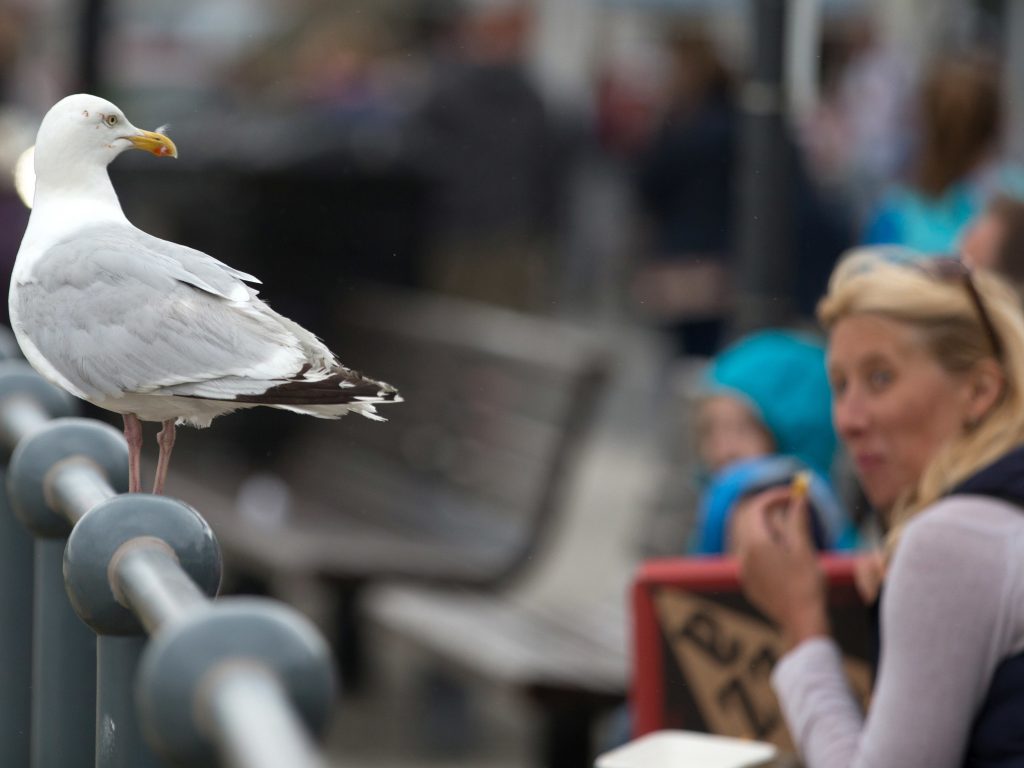 A seagull watches as people eat at a seafront in England. A seagull watches as people eat at a seafront in England. (Matt Cardy/Getty Images)