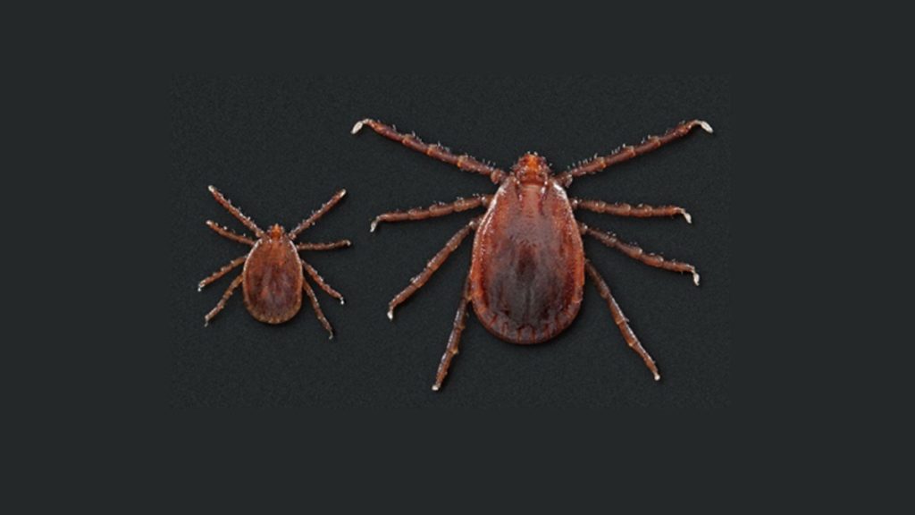 The Asian longhorned tick was discovered in Delaware for the first time. (Courtesy of DNREC)