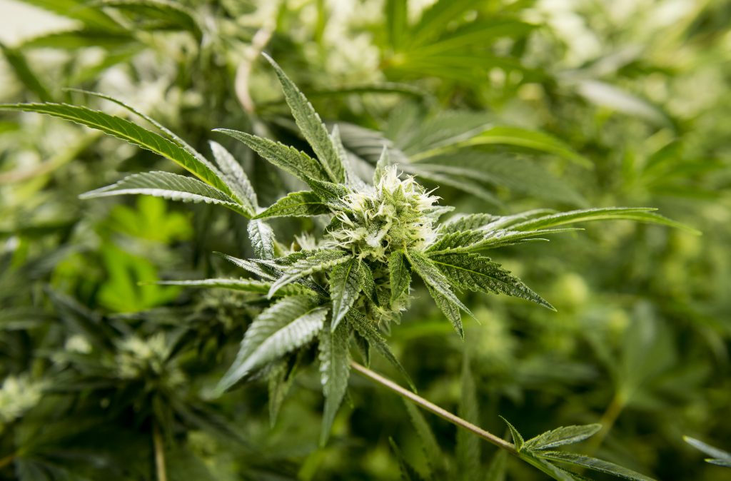 slack-imgs.com A Colorado Harvest Company cannabis plant of the strain Gorilla Glue is pictured inside one of the company's flowering rooms in its 10,000-square-foot south Denver facility on Sept. 16, 2016. (Andy Colwell for Billy Penn)