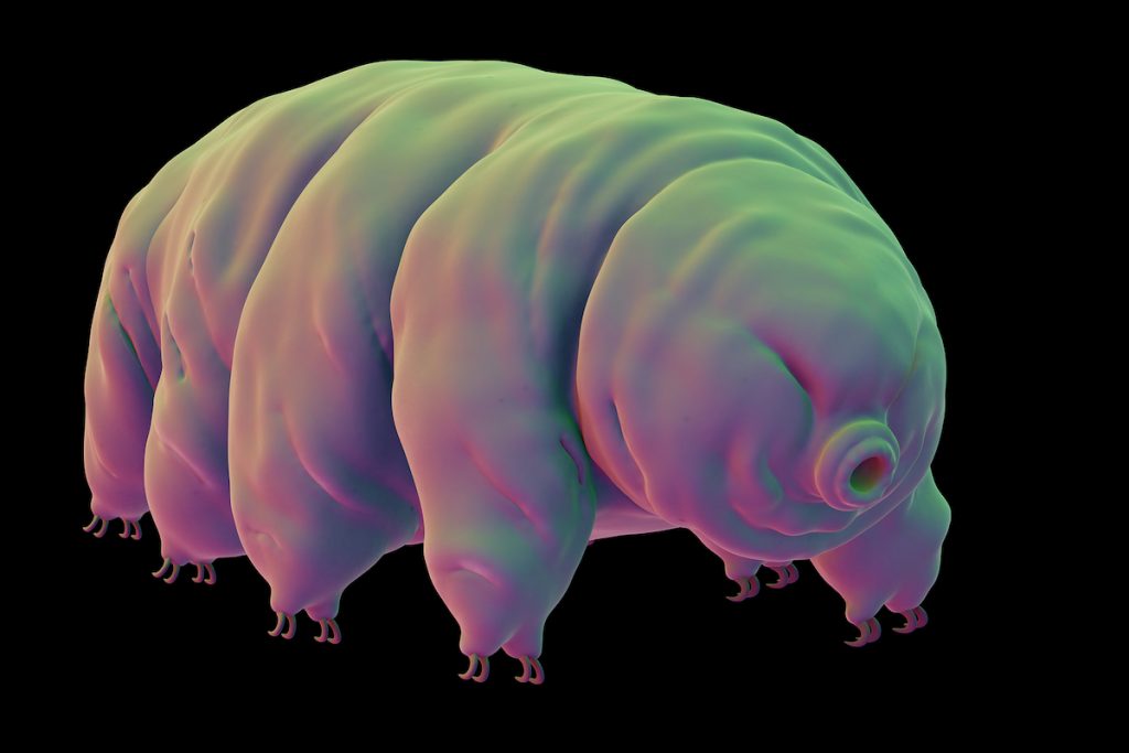 medically accurate illustration of a water bear Image: Eraxion/Bigstock