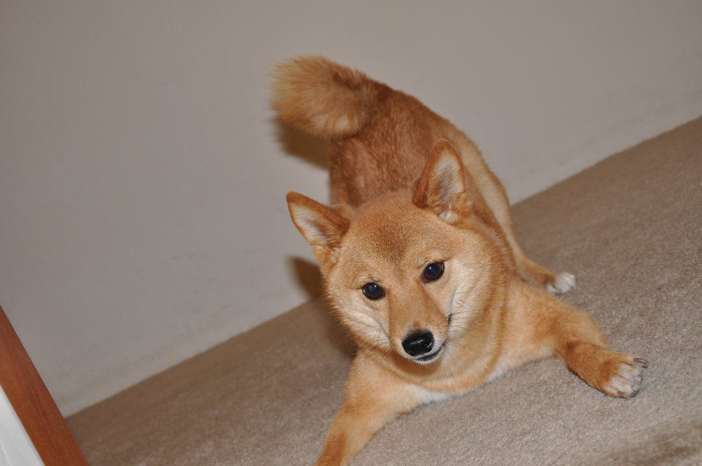 A shiba inu doing a "play bow" to show it wants to play.