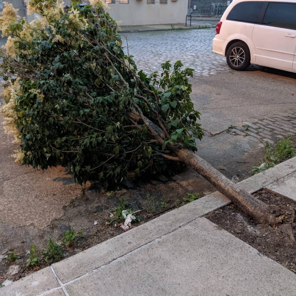 tree-down-in-east-kensington-1.original A tree down in East Kensington. (Courtesy of Philly Tree People)