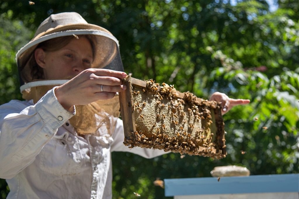 09 05 19-e cohen – philadelphia beekeepers guild apiary- awbury arboretum- germantown-19 Sarah Plonski, president of the Philadelphia Beekeepers Guild, checks on one of the hives in the guild's apiary in the Awbury Agricultural Village in the Awbury Arboretum in Germantown. (Emily Cohen for WHYY)