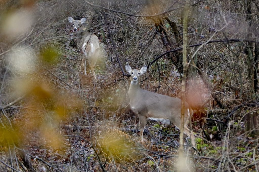 AP_18330659878537-1920×1280 A pair of deer peer through the woods from near a tree on the first day of regular firearms deer hunting season in most of Pennsylvania, Monday, Nov. 26, 2018, in Fombell, Pa. The Pennsylvania firearms deer hunting season runs through Dec. 8 in most of the state. (Keith Srakocic/AP Photo)