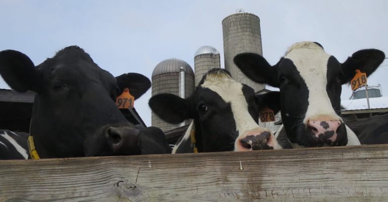 Some of Rob Fulper's dairy cows peek out over a fence. (Katie Colaneri/StateImpact Pennsylvania)