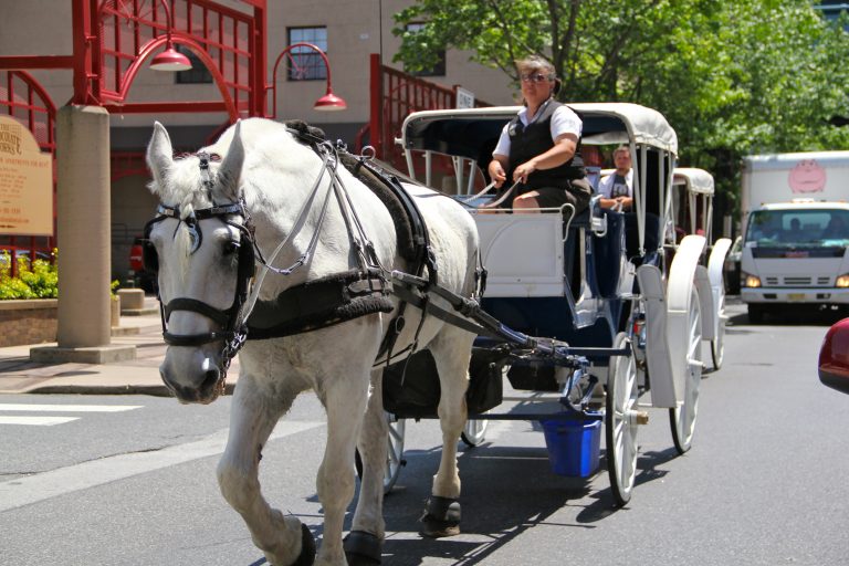 Kim Hart steers her horse, Rex, for home after temperatures climbed to high fro the animal's health. (Emma Lee/for NewsWorks)