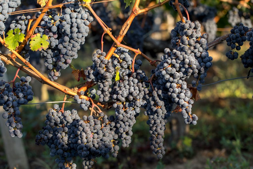 Close Up Of Red Merlot Grapes In Vineyard. Medoc, Gironde, Aquit (Bigstock/wjarek)
