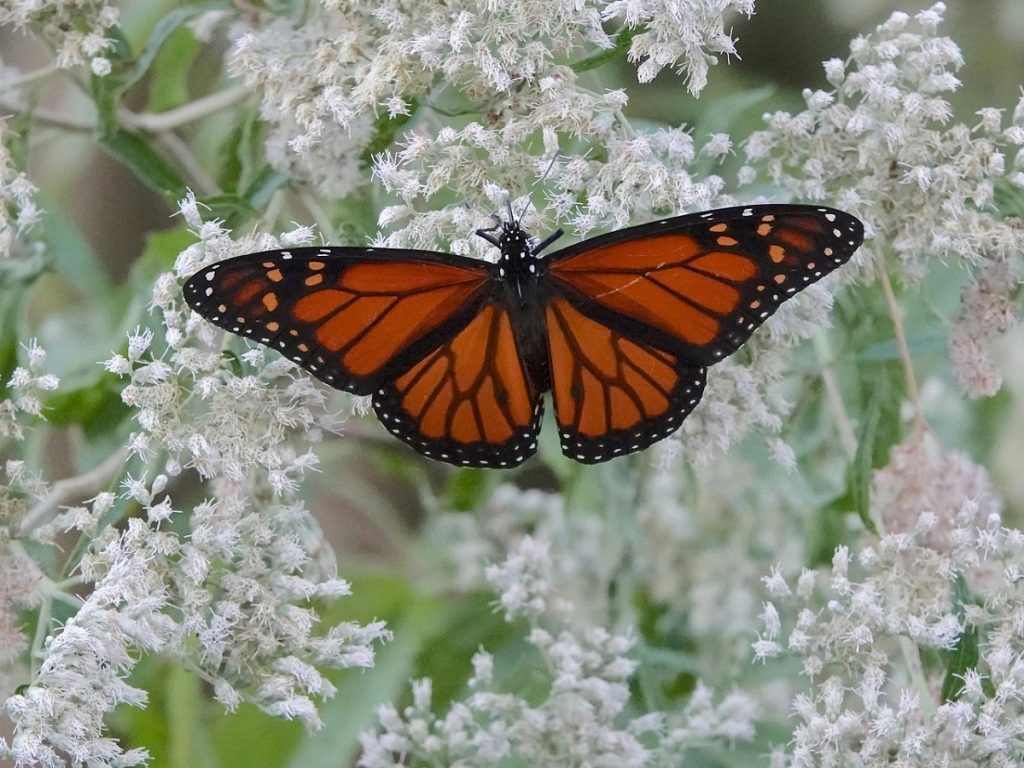 monarch (photo caption: Mark Garland)