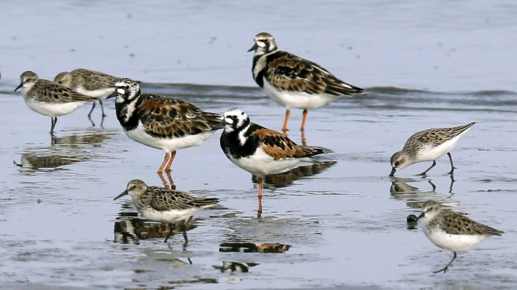 Migrating shorebirds at Kimbles Beach, N.J. Researchers estimate that the population of North American shorebirds alone has fallen by more than a third since 1970. (Jacqueline Larma/AP Photo)