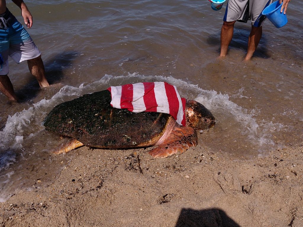 turtle An injured loggerhead sea turtle was washed ashore as a result of Hurricane Dorian. She's receiving rehabilitation at the National Aquarium in Baltimore. (Courtesy of MERR Institute)