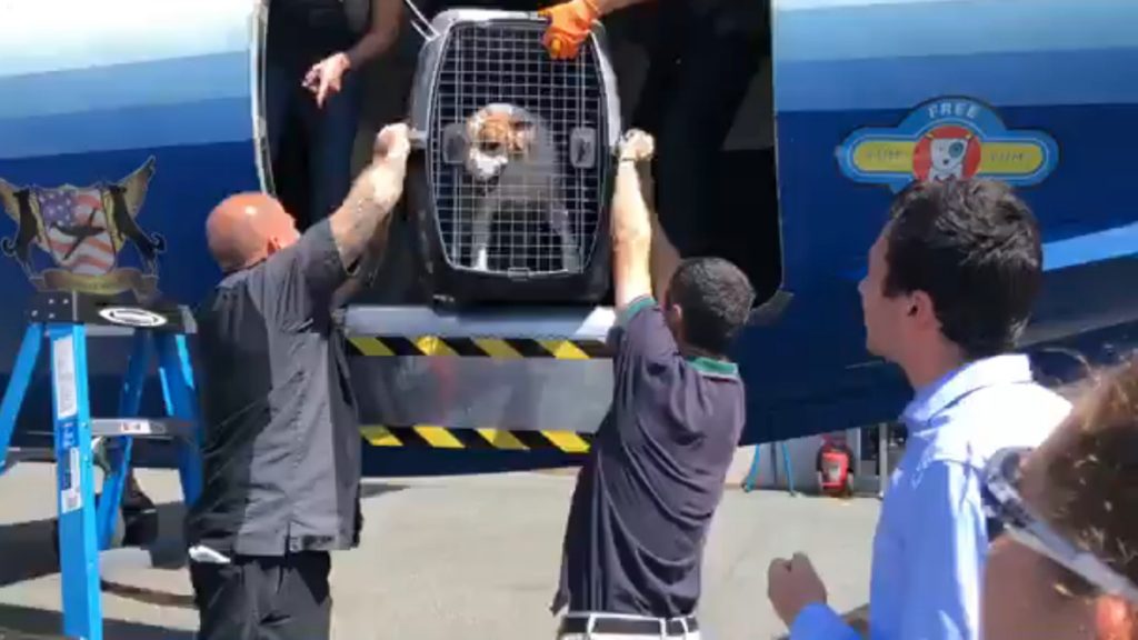 unloading plane3 A dog is unloaded from a plane carrying 191 pets being evacuated from South Carolina to escape Hurricane Dorian. (Courtesy BVSPCA)