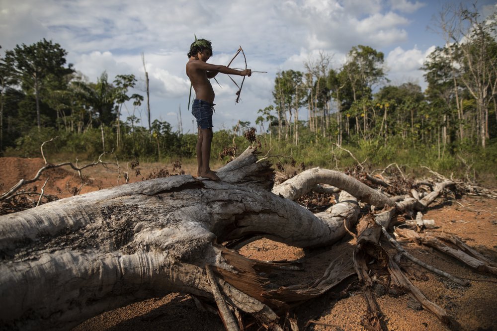 1000 (1) In this Sept. 2, 2019 photo, seven-year-old Emilia Tembe pulls back on her hand-crafted toy bow and arrow made of sticks and leaves as she stands on a fallen tree, in the Ka 'a kyr village, Para state, Brazil. “This part used to be a native forest. This was primary jungle. But the fire arrived and it cleared the land,” said Emidio Tembe, Emilia’s grandfather and the Ka’ a kyr chieftain who named the village. (Rodrigo Abd/AP Photo)