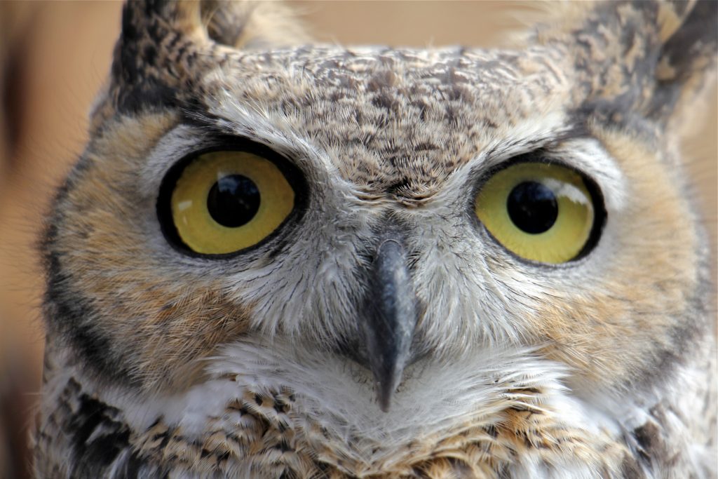 2019 10 10-e lee-philadelphia discovery center-birds and climate change great horned owl Birds in the Delaware River watershed, like this great horned owl, are losing ground because of climate change impacts on habitat and food supply. (Emma Lee/WHYY)