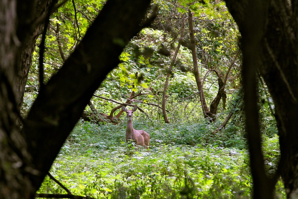 2019 10 11-e lee-philadelphia heinz wildlife refuge tinicum-mentored deer hunt A doe looks up from grazing in a meadow at John Heinz National Wildlife Refuge at Tinicum where a newly initiated bow hunting season is being used to introduce the sport of hunting to those who have never tried it. (Emma Lee/WHYY)