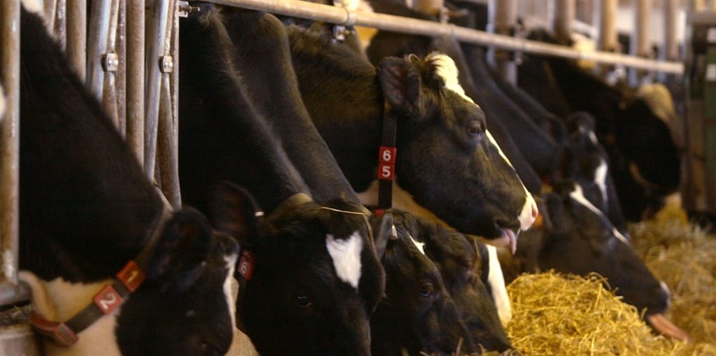 AP_04012904302-e1530203619855 FILE: A herd of Holstein cows on dairy farm in Pennsylvania. (AP Photo/Bradley C Bowe)