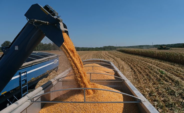 Harvested corn is unloaded into a truck Sept. 25, 2019, at Cairns Family Farm in Sadsbury Township, Pennsylvania. (Matt Smith for Keystone Crossroads)