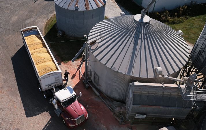 Soybeans grow on land farmed by grain farmer Mike Braucher on Sept. 20, 2019, at Braucher Farms in Centre Township, Pennsylvania. (Matt Smith for Keystone Crossroads)