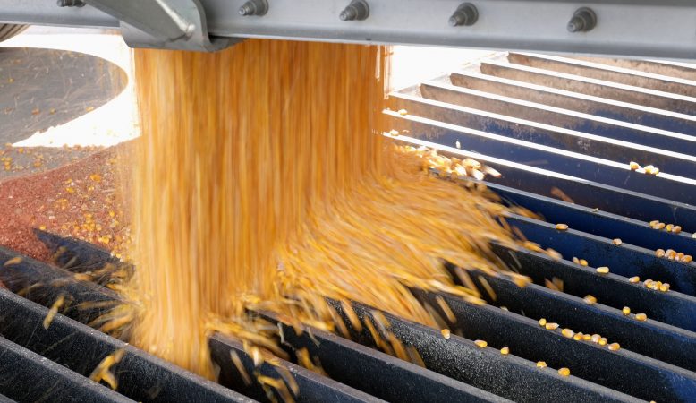 Harvested corn is unloaded Sept. 25, 2019, at Cairns Family Farm in Sadsbury Township, Pennsylvania. (Matt Smith for Keystone Crossroads)