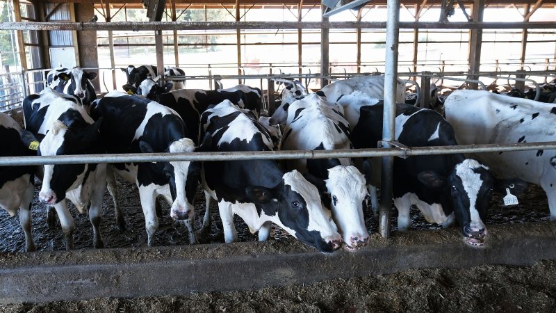 Cows gather in pens as they eat a combination of soy meal and other grains Sept. 25, 2019, at Ar-Joy Farms in West Fallowfield Township, Pennsylvania. (Matt Smith for Keystone Crossroads)