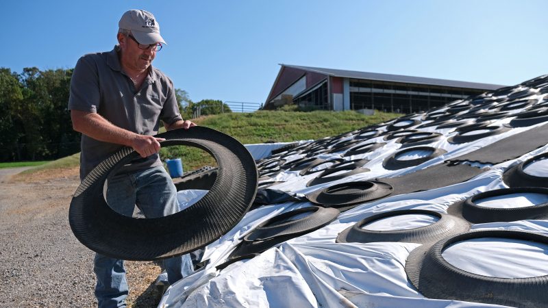 Dairy farmer Duane Hershey covers a pile of bedding for cows converted from cow waste and filtered and converted in an effort to reuse materials Sept. 25, 2019, at Ar-Joy Farms in West Fallowfield Township, Pennsylvania. (Matt Smith for Keystone Crossroads)