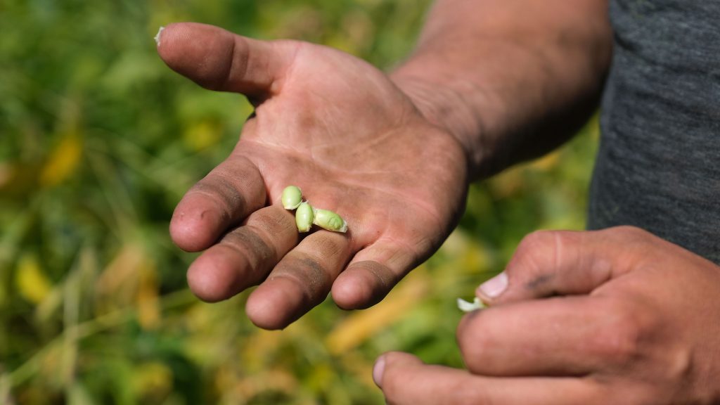 Jesse-Poliskiewicz-PA-Farmers-Story-for-WHYY-04 Grain farmer Jesse Poliskiewicz breaks open a pod of soybeans while on his farm Sept. 20, 2019, in Upper Mount Bethel Township, Pennsylvania. (Matt Smith for Keystone Crossroads)