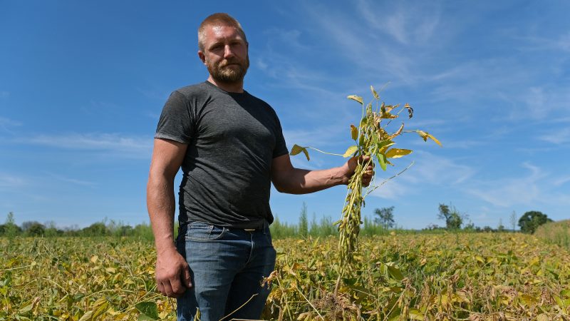 Grain farmer Jesse Poliskiewicz holds stems of soybeans while on his farm Sept. 20, 2019, in Upper Mount Bethel Township, Pennsylvania. (Matt Smith for Keystone Crossroads)