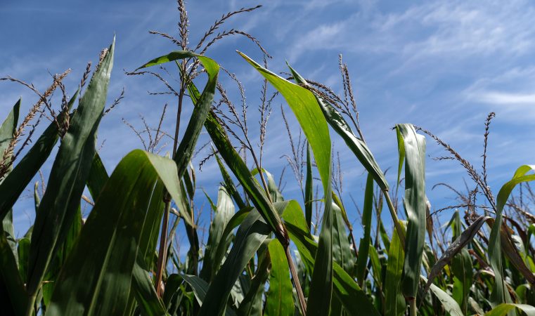 Corn grows on land farmed by grain farmer Jesse Poliskiewicz on Sept. 20, 2019, in Upper Mount Bethel Township, Pennsylvania. (Matt Smith for Keystone Crossroads)
