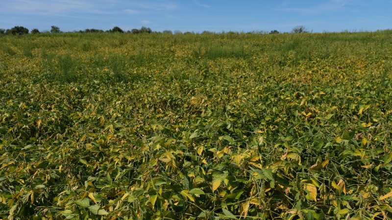 Soybeans grow on land farmed by grain farmer Jesse Poliskiewicz on Sept. 20, 2019, in Upper Mount Bethel Township, Pennsylvania. (Matt Smith for Keystone Crossroads)