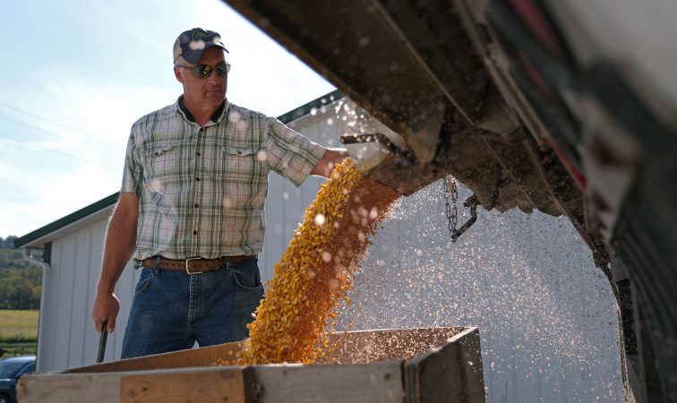 Grain farmer Mike Braucher works on unloading harvested corn Sept. 27, 2019, at Braucher Farms in Centre Township, Pennsylvania. (Matt Smith for Keystone Crossroads)