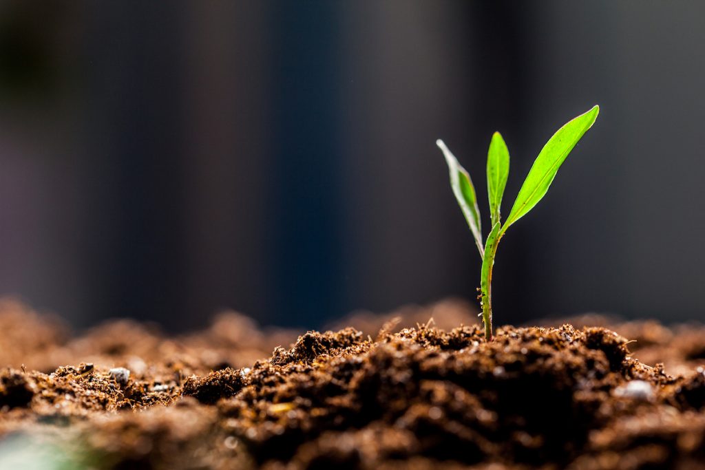 Growing Young Green Corn Seedling Sprouts In Cultivated Agricultural Farm Field Growing Young Green Corn Seedling Sprouts in Cultivated Agricultural Farm Field