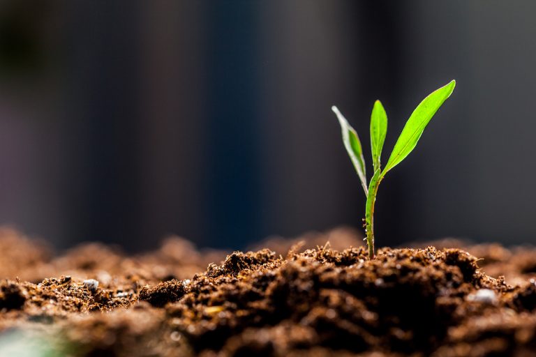 Growing Young Green Corn Seedling Sprouts in Cultivated Agricultural Farm Field