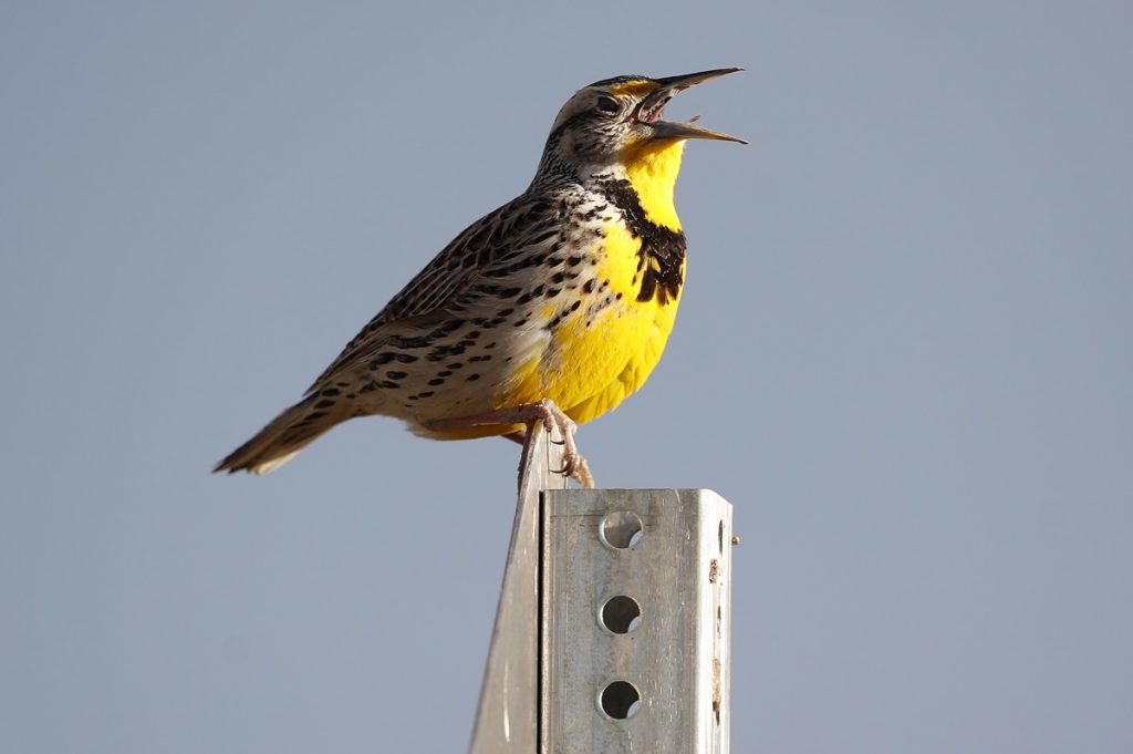 Western meadowlark, rocky mountain arsenal wildlife refuge, western meadowlark A western meadowlark in the Rocky Mountain Arsenal National Wildlife Refuge in Commerce City, Colo. According to a study released on Thursday, Sept. 19, 2019, North America’s skies are lonelier and quieter as nearly 3 billion fewer wild birds soar in the air than in 1970. (AP Photo/David Zalubowski, File)