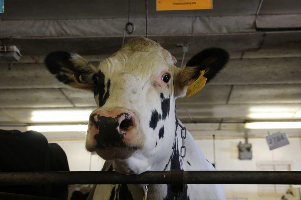 Unlike most dairy cows in America, which are descended from just two bulls, this cow at Pennsylvania State University has a different ancestor: She is the daughter of a bull that lived decades ago, called University of Minnesota Cuthbert. The bull’s frozen semen was preserved by the U.S. Agriculture Department. A cow is seen on a farm