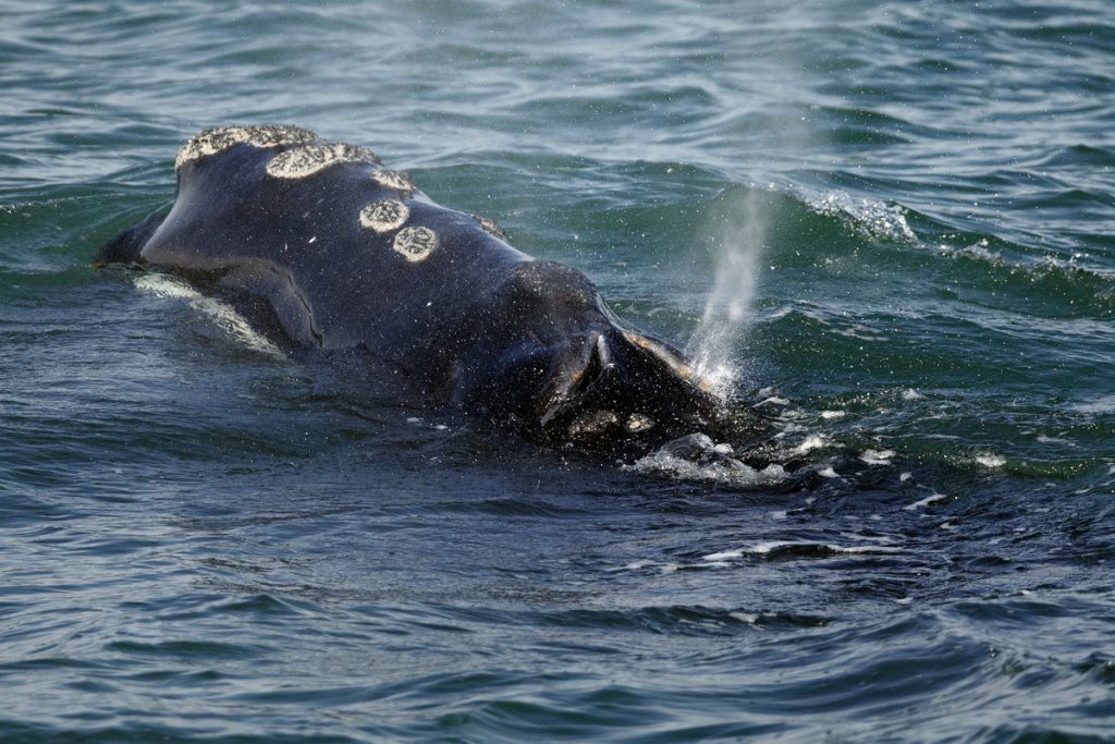 Right Whale Deaths A North Atlantic right whale feeds on the surface of Cape Cod bay off the coast of Plymouth, Mass. Six of the endangered right whales died in the Gulf of St. Lawrence in June 2019, prompting scientists and conservationists to call for a swift response to protect the endangered species. (AP Photo/Michael Dwyer, File)