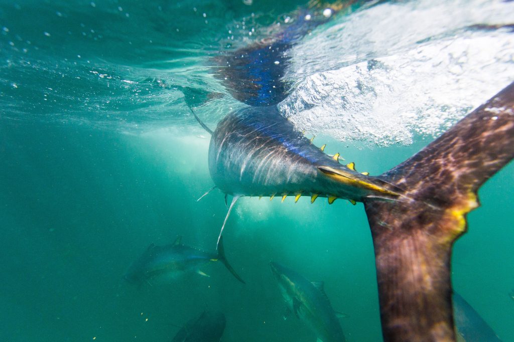 A new study finds that tuna harvests, including of some species considered “vulnerable,” have increased by an astonishing 1,000% in the last 60 years — a rate that some scientists warn is unsustainable. A new study finds that tuna harvests, including of some species considered