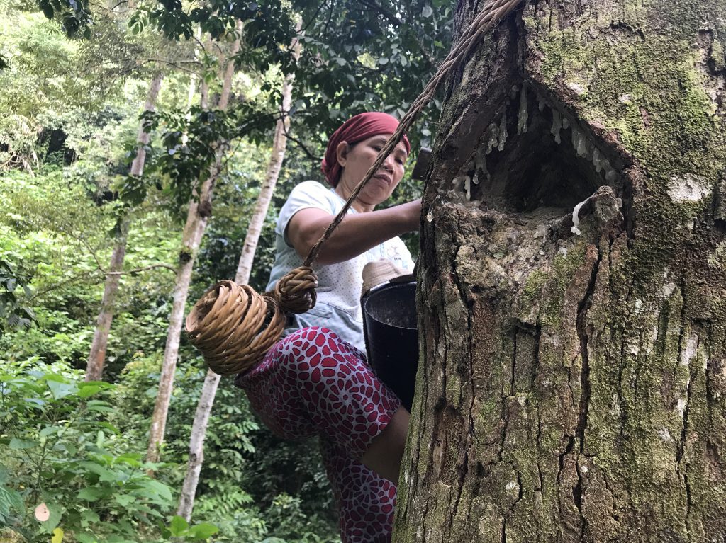 In the forests near the southern Sumatran village of Krui, 48-year-old Marhana climbs up the trees to harvest damar, a resin used in paints and varnishes. These damar trees are part of something called an 