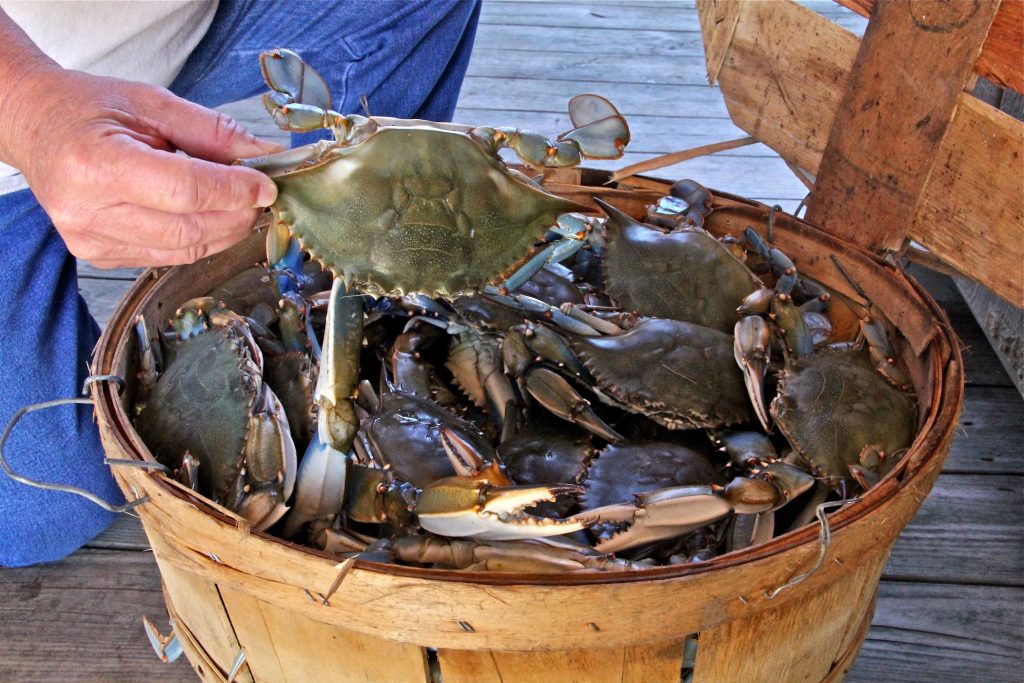 2015 10 23-e lee-baypoint-crabs A basket of crabs caught on the Delaware bayshore. (Emma Lee/WHYY)