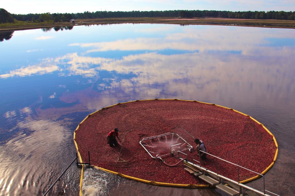 2017 10 06-e lee-new jersey chatsworth pine island cranberry-harvest 9 Workers bring in the harvest at Pine Island Cranberry farm in Chatsworth, New Jersey. (Emma Lee/WHYY)