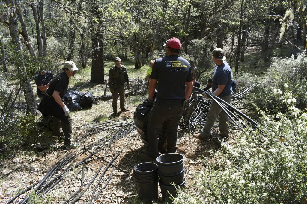 Marijuana Environmental Cleanup In this May 7, 2019, photo released by Cannabis Removal on Public Lands (CROP) Project, a group including U.S. Forest Service rangers, scientists and conservationists work to reclaim a so-called trespass grow site where nearly 9,000 cannabis plants were illegally cultivated. (Jackee Riccio/CROP via AP Photo)