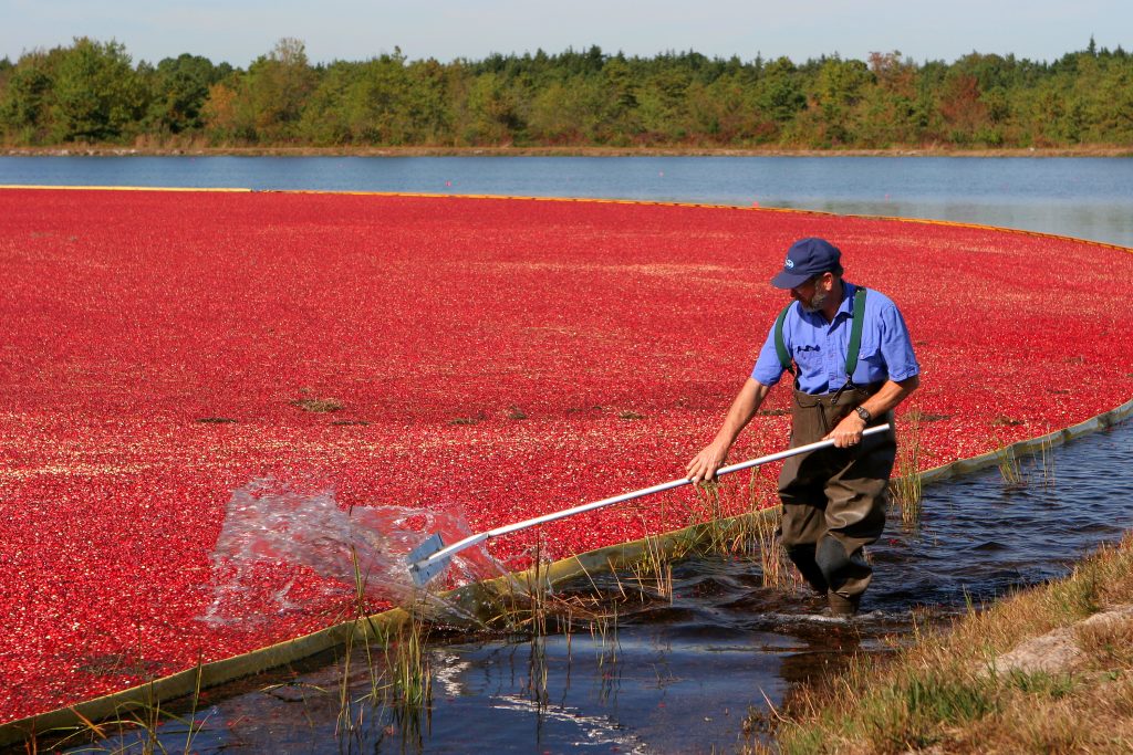 Bill Cutts harvest 2 (Dave Smith) They're a Thanksgiving favorite, but cranberries come at an environmental cost. Third-generation cranberry grower Bill Cutts (pictured here) says his farm uses far fewer insecticides today, compared with 30 years ago. (Image courtesy of Dave Smith)
