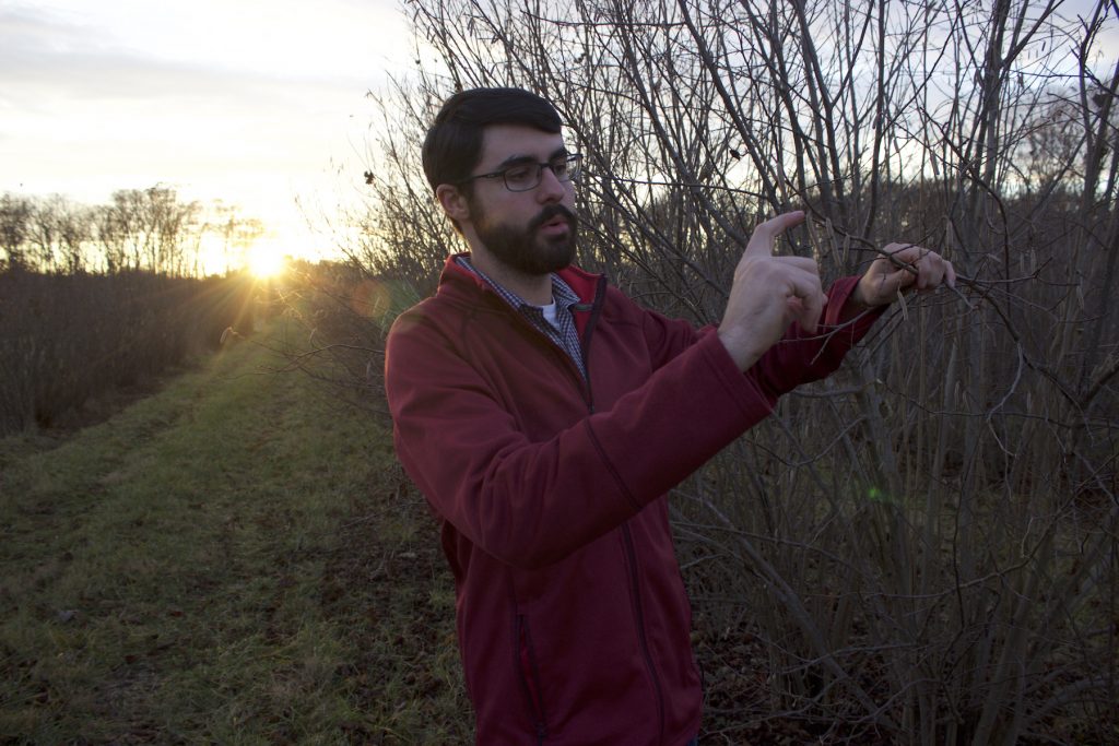 IMG_8080 copy David Hlubik, 23, inspects the branch of a hazelnut tree, one of thousands at a Rutgers University research center in Cream Ridge, N.J. (Grant Hill for WHYY)
