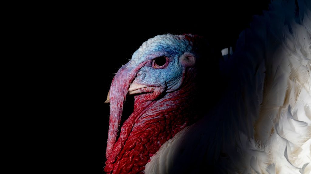 “Butter” the turkey waits for President Trump’s pardon Tuesday at the White House. 'Butter' the turkey waits for President Trump's pardon Tuesday at the White House. (Jim Watson/AFP via Getty Images)