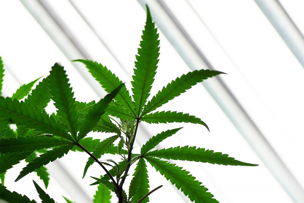 Marijuana-related arrests in New Jersey jumped about 35% over a four-year period. (Andy Colwell for Billy Penn)