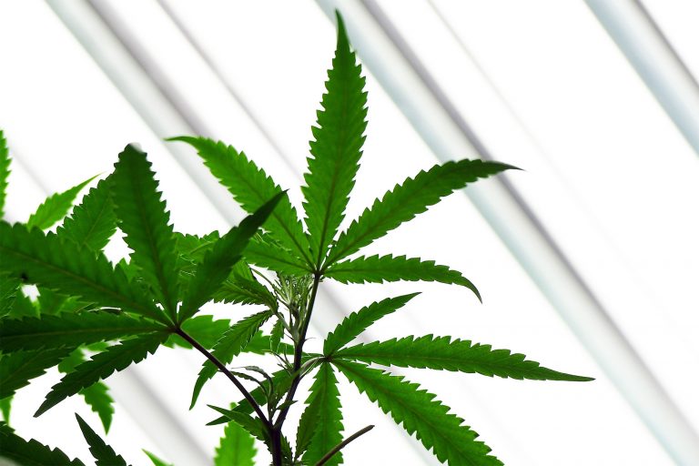 Marijuana-related arrests in New Jersey jumped about 35% over a four-year period. (Andy Colwell for Billy Penn)