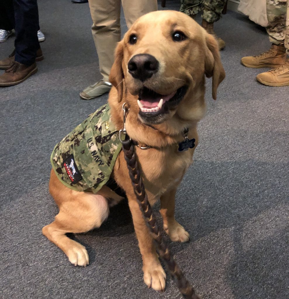 Service dogs can be trained to provide very different types of support to their human companions, as medical students learn from interacting with 