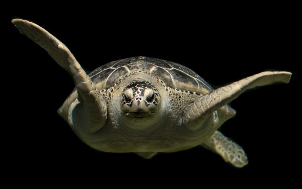 turtle-2293894_1280 Migrating sea turtles at risk of washing ashore on New Jersey beaches as either “cold-stunned” or dead, wildlife experts say. (Public domain)