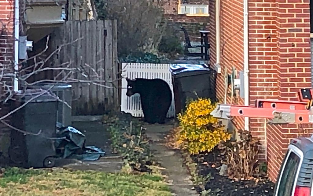 Bear Trolley Square 1-2 The bear appeared in the alley between two homes in the 1300 block of Clayton St. in Wilmington. (Cris Barrish/WHYY)
