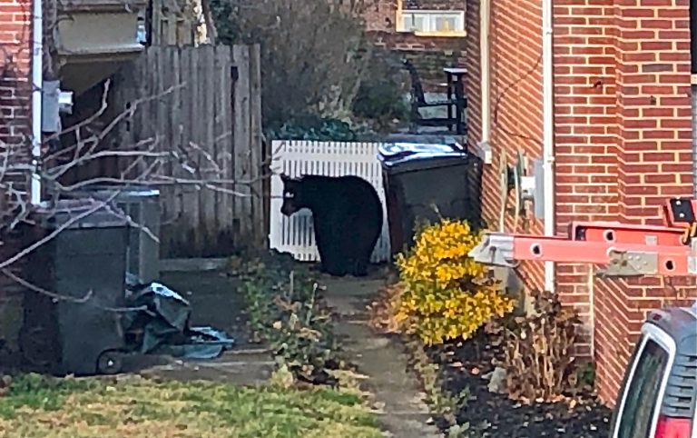 The bear appeared in the alley between two homes in the 1300 block of Clayton St. in Wilmington. (Cris Barrish/WHYY)